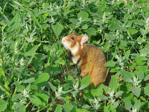Grand Hamster (France) en danger critique d'extinction