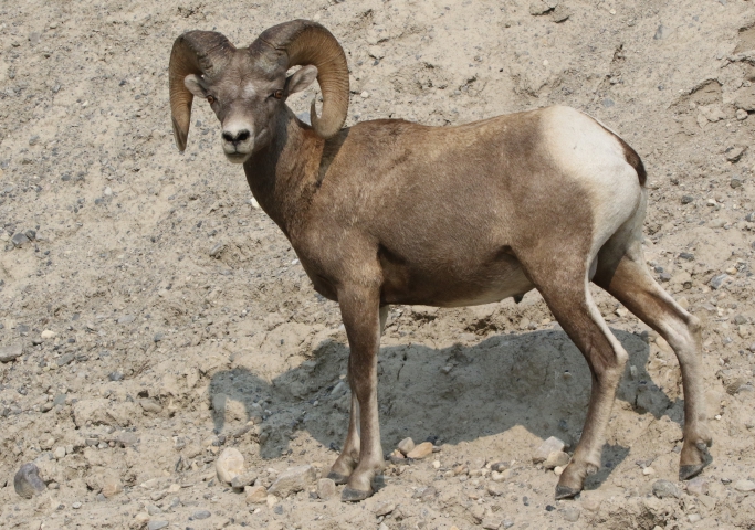Mouflon canadien (Canada) 