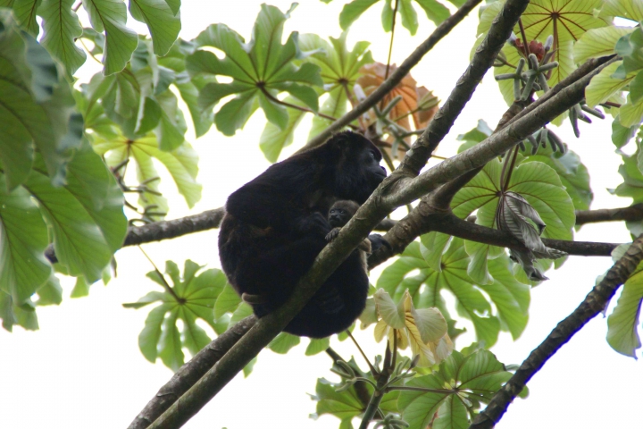 Singes hurleurs à manteau (Costa Rica) vulnérable