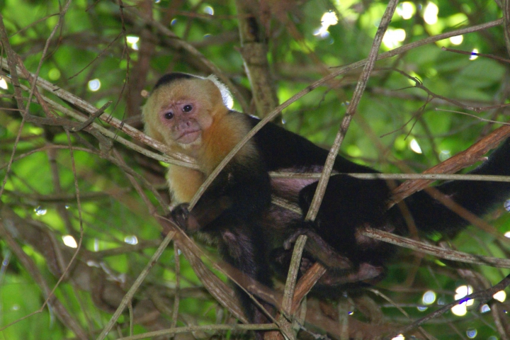 Sapajou capucin (Costa Rica) vulnérable