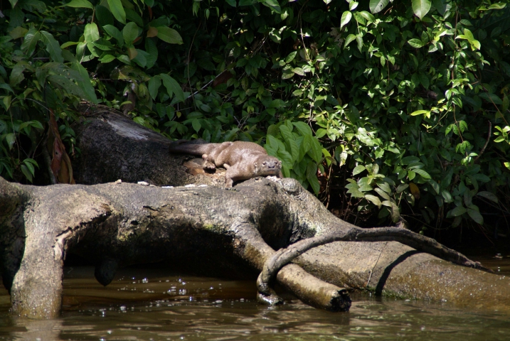 Loutre à longue queue (Costa Rica) une observation rare