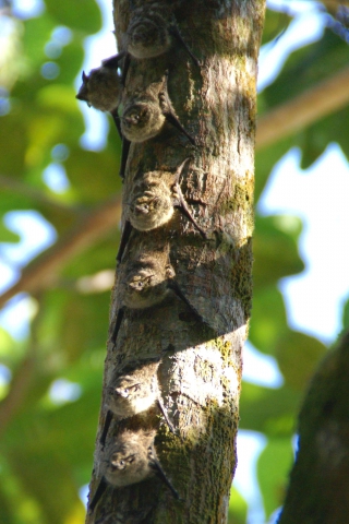 Chauves-souris à long nez (Costa Rica) 