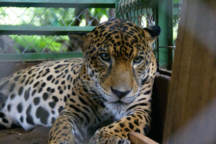 Jaguar (Costa Rica) très difficile à observer en nature, ici en centre de soins