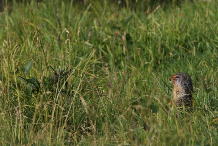 Spermophile de Colombie (Canada) écureuil terrestre