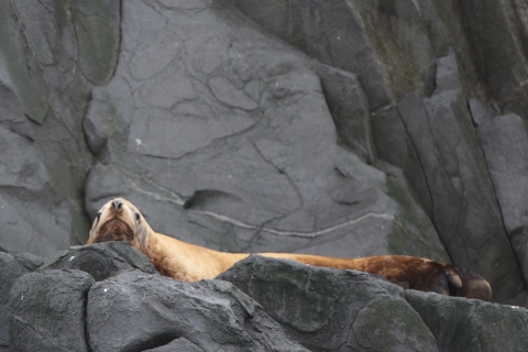 Lion de mer de Steller (Russie) la plus grande des otaries
