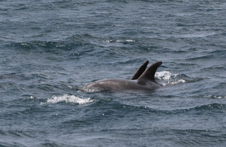 Grands dauphins (Chili) 