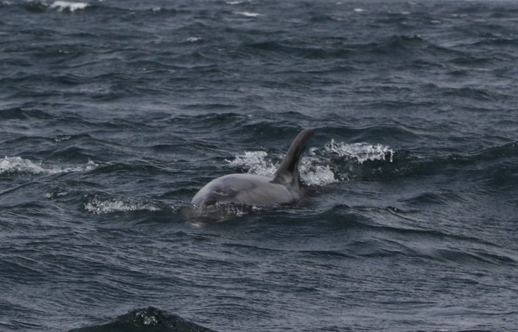 Grand dauphin (Chili) 