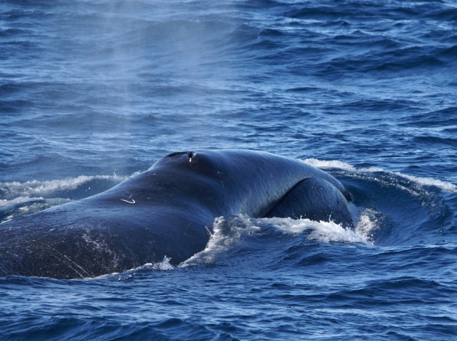 Baleine franche du Groenland en danger