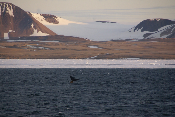 Baleine bleue en danger - le plus grand être vivant de la planète