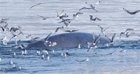 Baleine bleue en danger - le plus grand être vivant de la planète