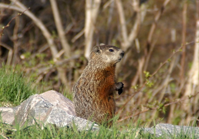Marmotte commune (Canada) 