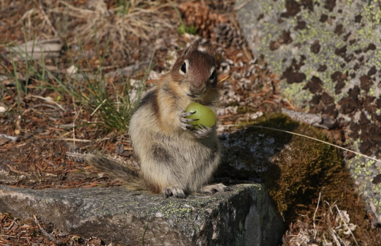 Ecureuil terrestre à manteau doré (Canada) 