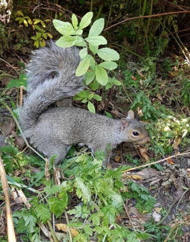 Ecureuil gris (Canada) 