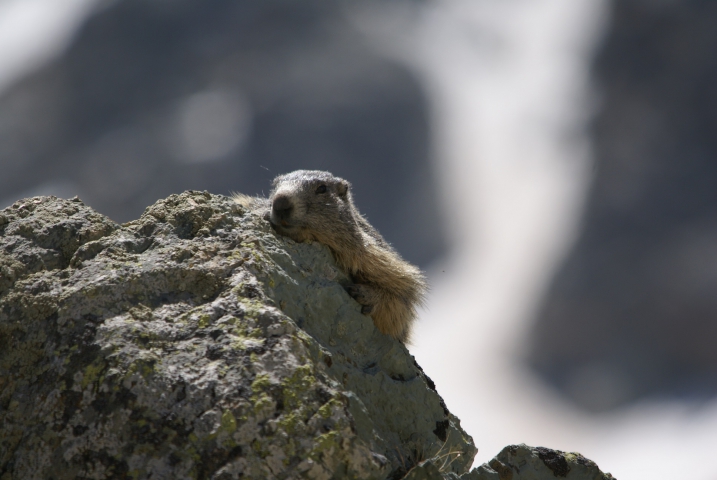 Marmotte des Alpes (France) 