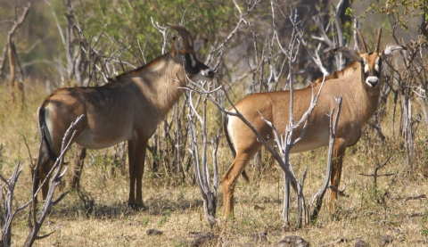 Antilopes rouannes (Botswana) = antilopes cheval ou hippotragues