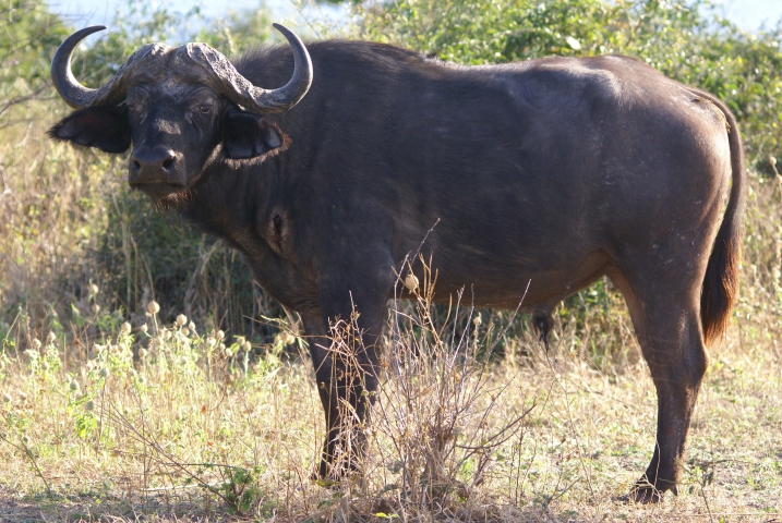Buffle d'Afrique (Botswana) 