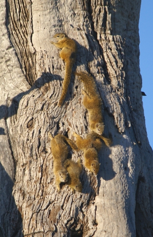 Ecureuils de Smith (Botswana) 