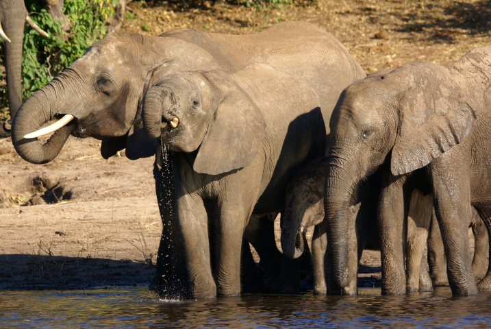 Eléphants d'Afrique (Botswana) vulnérable