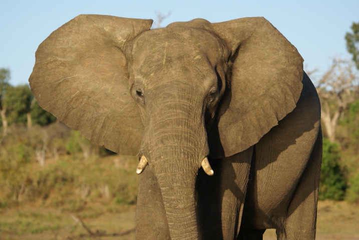 Eléphant d'Afrique (Botswana) vulnérable