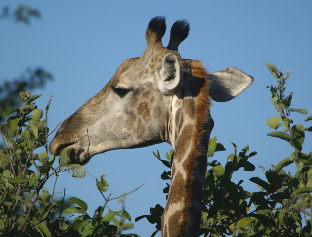 Girafe (Botswana) vulnérable