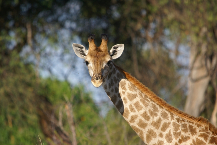 Girafe (Botswana) vulnérable