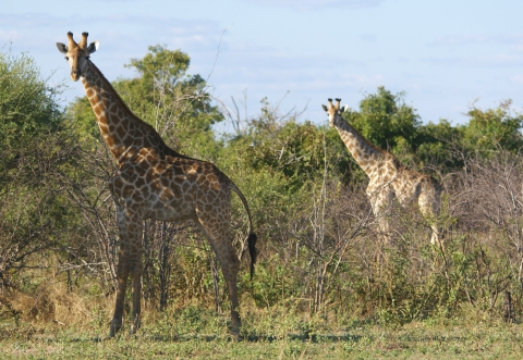 Girafes (Botswana) vulnérable