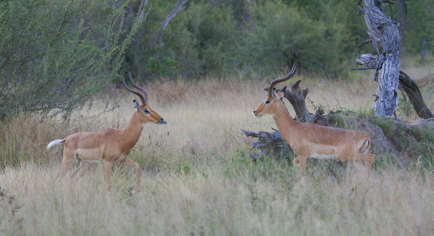 Impalas (Botswana) 