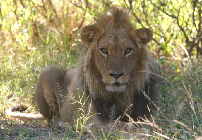Lion (Botswana) vulnérable