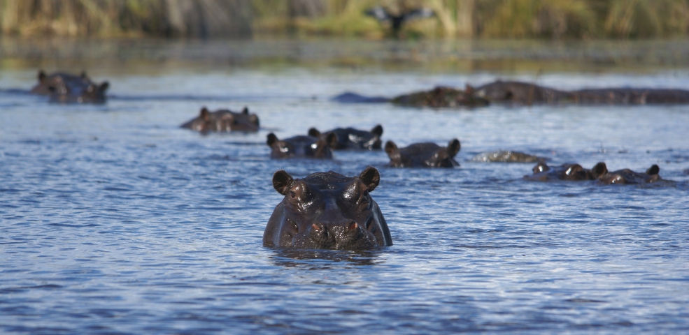 Hippopotames amphibies (Botswana) vulnérable