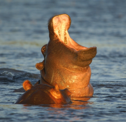 Hippopotames amphibies (Botswana) vulnérable