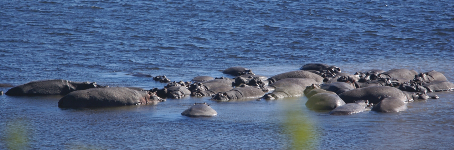 Hippopotames amphibies (Botswana) vulnérable