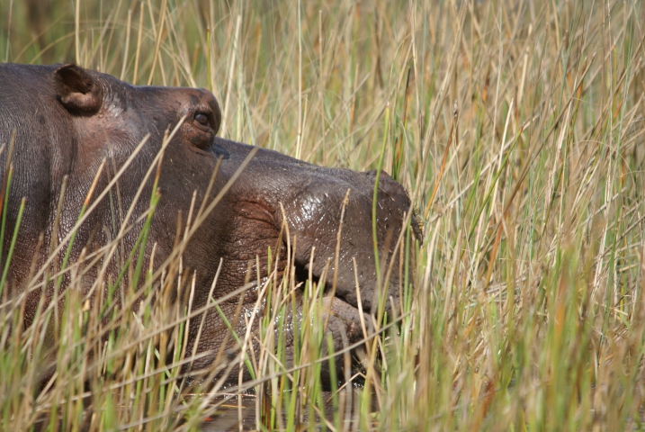 Hippopotame amphibie (Botswana) vulnérable