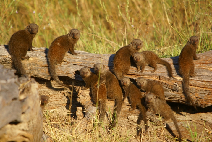 Mangoustes naines (Botswana) 