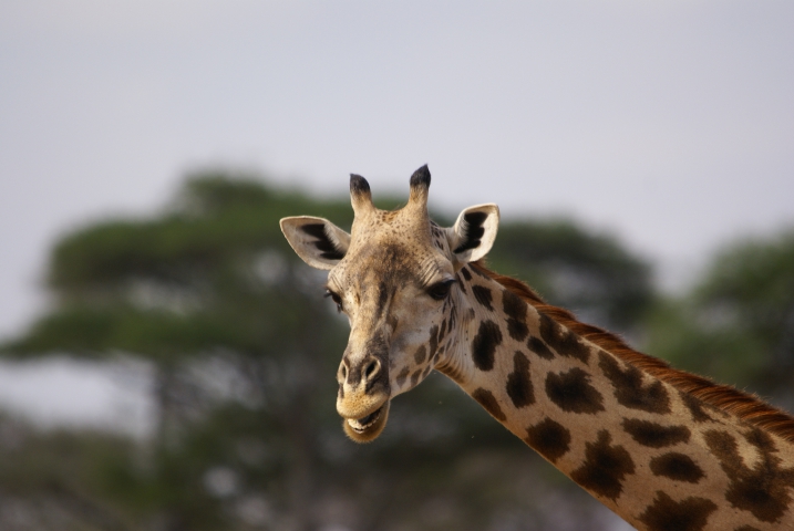 Girafe (Tanzanie) vulnérable