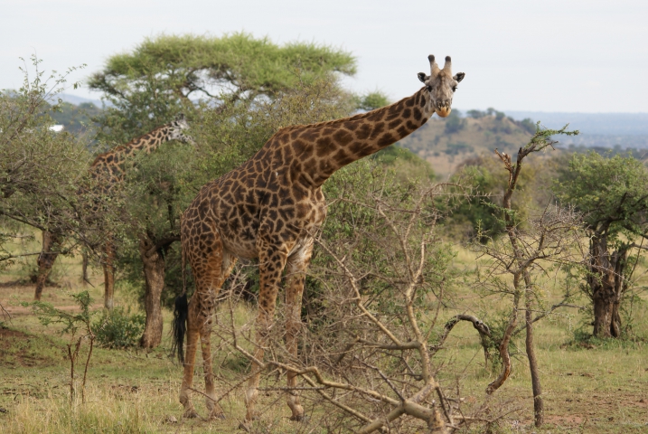 Girafes (Tanzanie) vulnérable