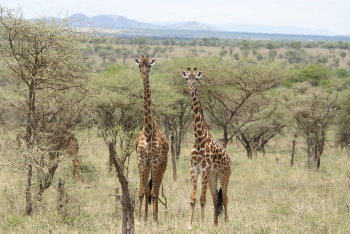 Girafes (Tanzanie) vulnérable