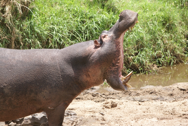 Hippopotame amphibie (Tanzanie) vulnérable