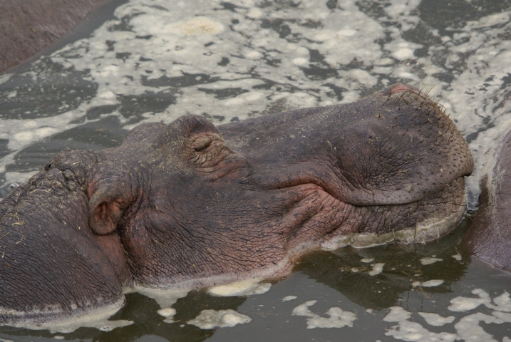 Hippopotame amphibie (Tanzanie) vulnérable
