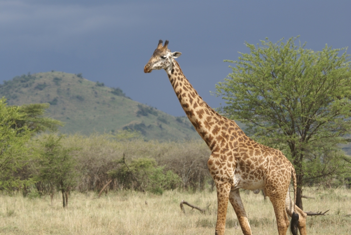 Girafe (Tanzanie) vulnérable