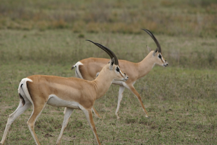 Gazelles de Grant (Tanzanie) 