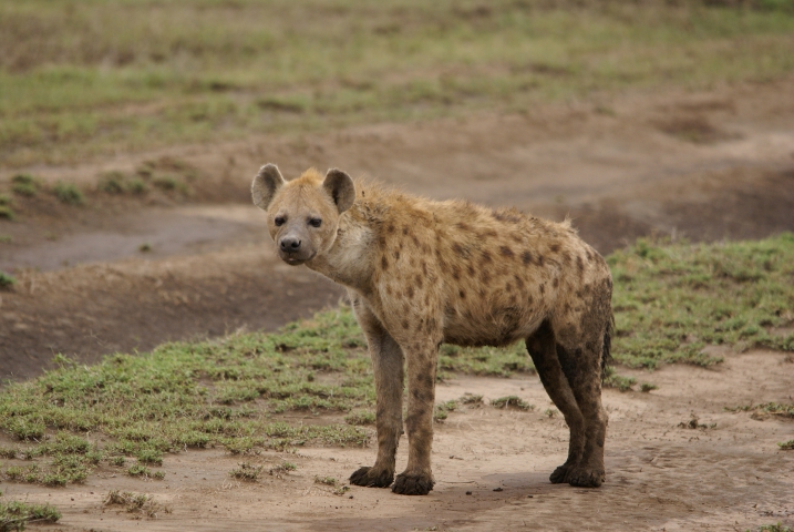 Hyène tachetée (Tanzanie) 