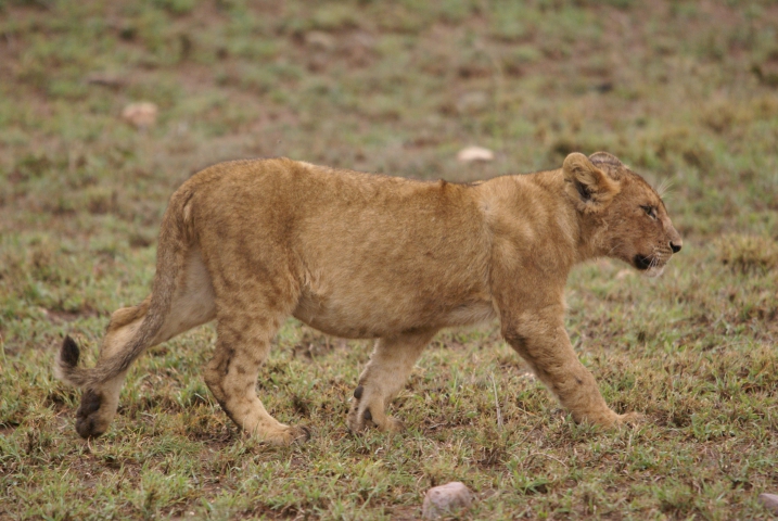Lion (Tanzanie) vulnérable