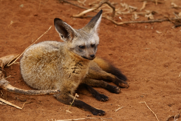 Otocyon (Tanzanie) renard à oreilles de chauve-souris