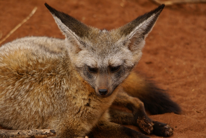 Otocyon (Tanzanie) renard à oreilles de chauve-souris