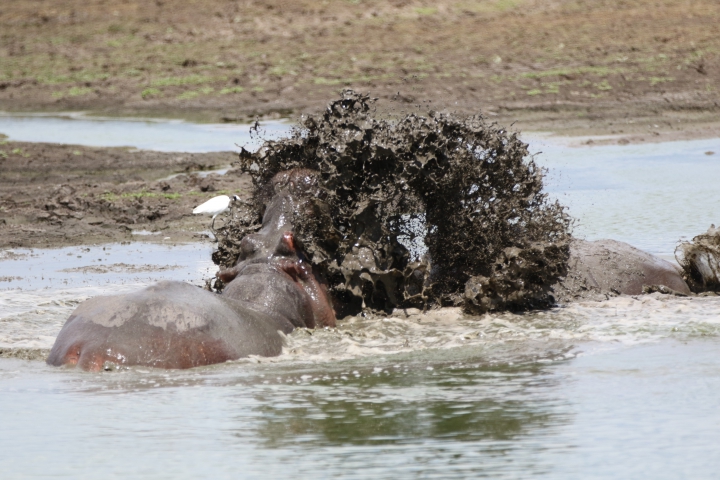 Hippopotames amphibies (Tanzanie) vulnérable