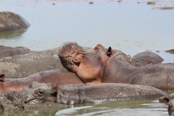 Hippopotames amphibies (Tanzanie) vulnérable