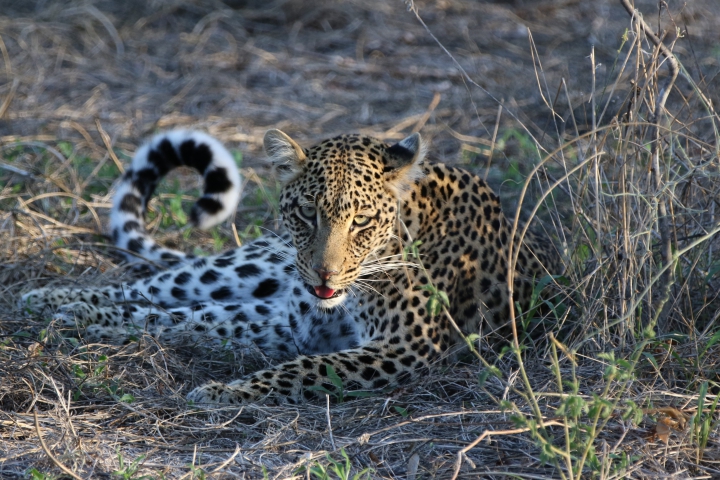 Léopard (Tanzanie) vulnérable