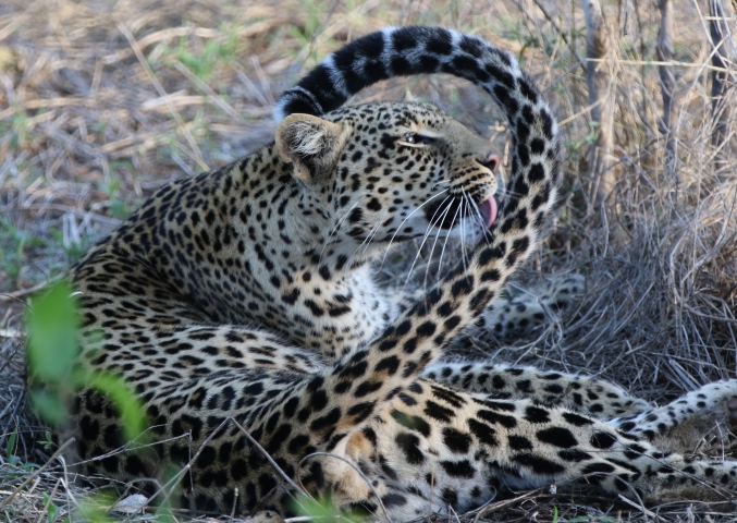 Léopard (Tanzanie) vulnérable