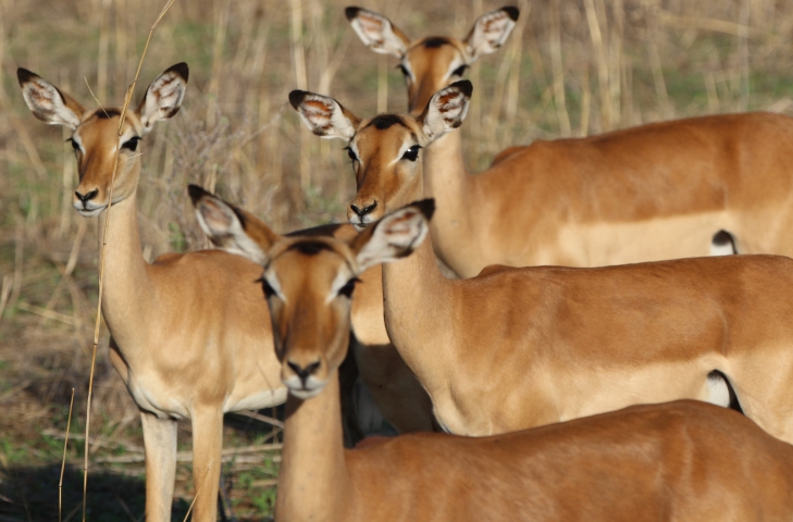 Impalas (Tanzanie) 
