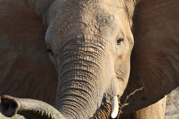Eléphant d'Afrique (Tanzanie) vulnérable